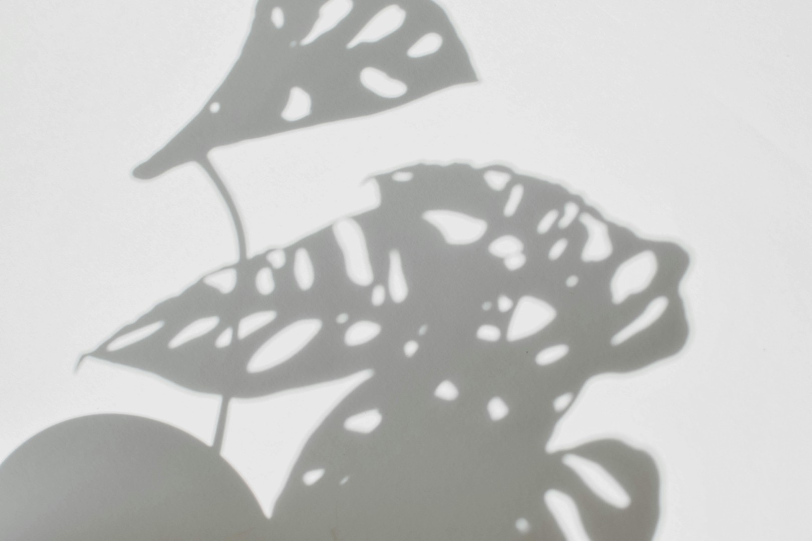 Film-style plant shadows adding texture to the Ersland Creative homepage